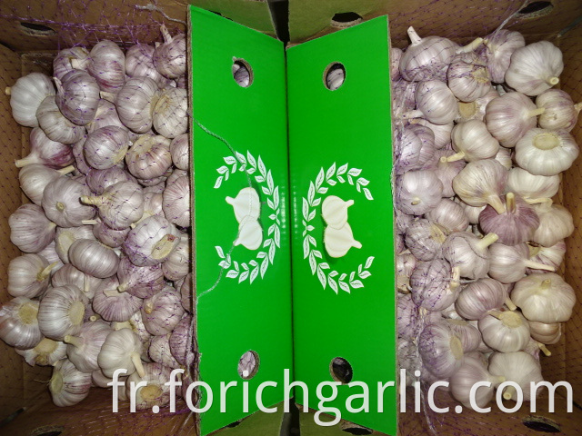 Normal White Garlic